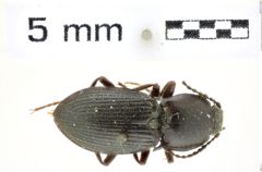 Foto (Dorsalansicht) von Selatosomus (Warchalowskia) persimilis (Dolin, 1982) (NHMW-ZOO-COL-0008439)